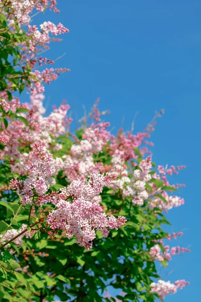 Belle Branche Lilas Rose Avec Des Fleurs Des Bourgeons Dans — Photo