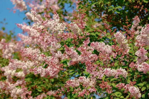 Belle Branche Lilas Rose Avec Des Fleurs Des Bourgeons Dans — Photo