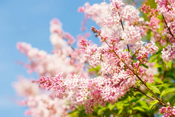 Belle Branche Lilas Rose Avec Des Fleurs Des Bourgeons Dans — Photo