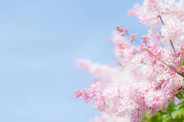 Beautiful pink lilac branch with flowers and buds in the summer garden