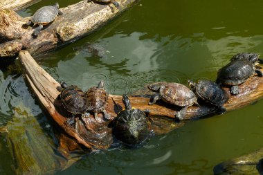 Göldeki bir kütükte yüzen boyalı kaplumbağalar..