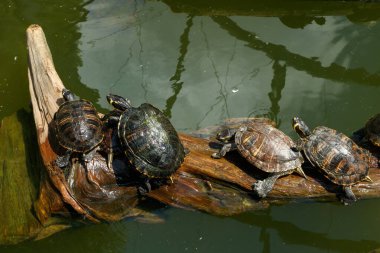 Göldeki bir kütükte yüzen boyalı kaplumbağalar..
