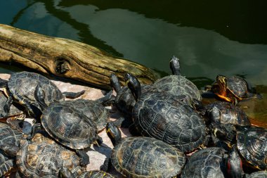 Göldeki bir kütükte yüzen boyalı kaplumbağalar..