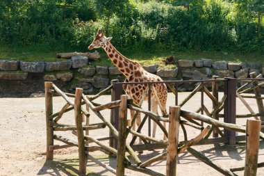 Yazın parkta yürüyen güzel zürafa.