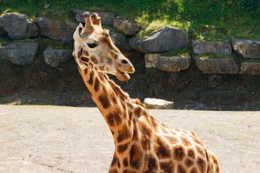 Yazın parkta yürüyen güzel zürafa.