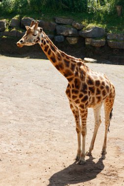 Yazın parkta yürüyen güzel zürafa.