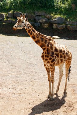 Yazın parkta yürüyen güzel zürafa.