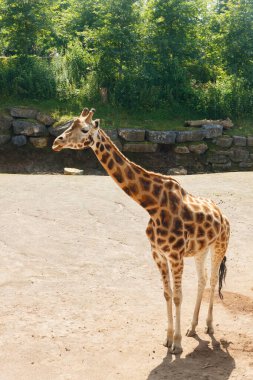 Yazın parkta yürüyen güzel zürafa.
