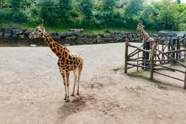 Yazın parkta yürüyen iki güzel zürafa.