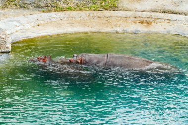 İki büyük su aygırı gölette yüzüyor.