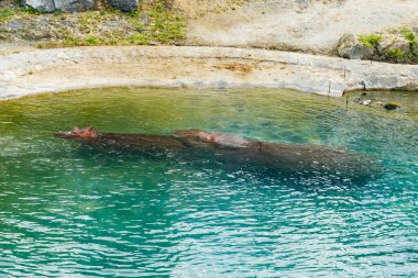İki büyük su aygırı gölette yüzüyor.