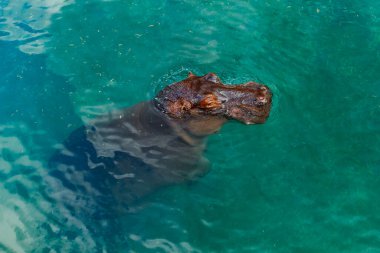 Büyük su aygırı gölette yüzüyor.