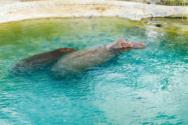 İki büyük su aygırı gölette yüzüyor.