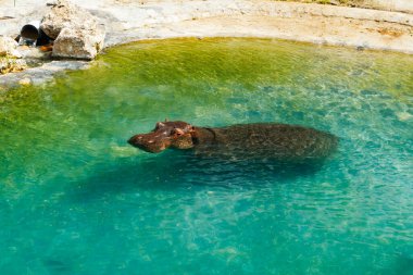 Büyük su aygırı gölette yüzüyor.