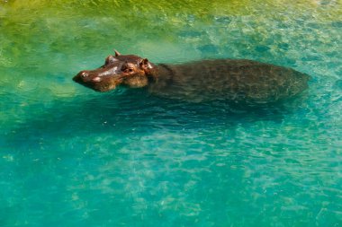 Büyük su aygırı gölette yüzüyor.