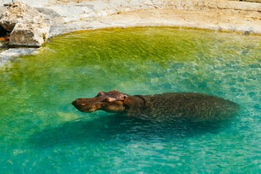 Büyük su aygırı gölette yüzüyor.