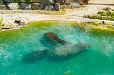 Su aygırı ailesi gölette yüzüyor.