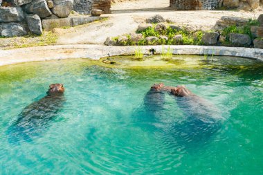 Su aygırı ailesi gölette yüzüyor.