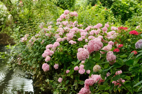 Cespugli Ortensia Fioriti Con Bellissimi Fiori Che Crescono Una Riva — Foto Stock