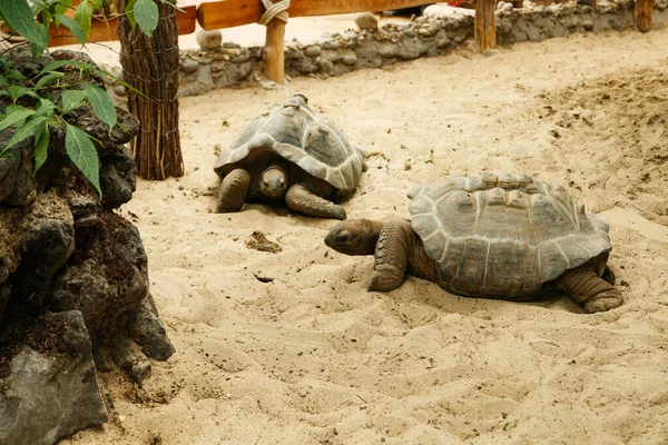 Zwei Große Aldabra Schildkröten Laufen Auf Sand — Stockfoto