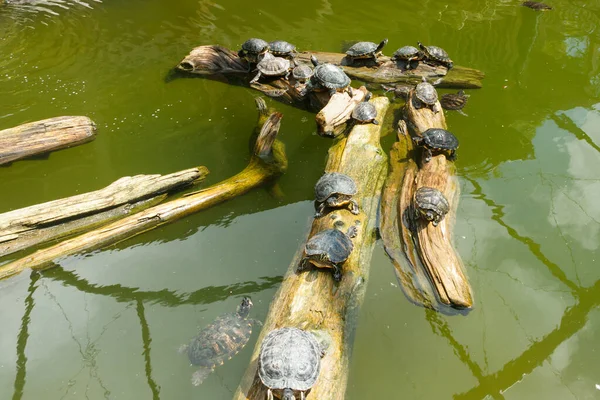 Bemalte Schildkröten Treiben Auf Einem Baumstamm Teich — Stockfoto