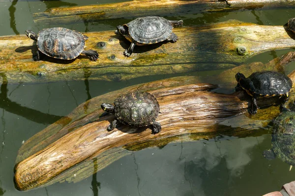 Bemalte Schildkröten Treiben Auf Einem Baumstamm Teich — Stockfoto