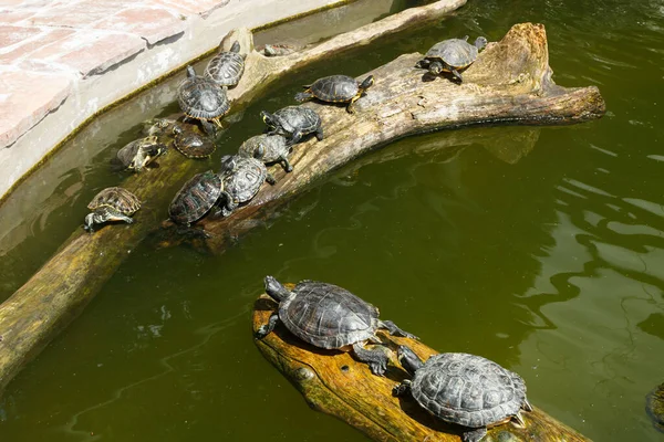 Bemalte Schildkröten Treiben Auf Einem Baumstamm Teich — Stockfoto