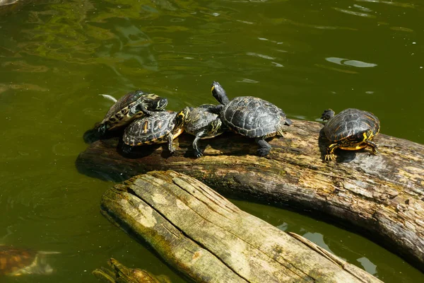 Geschilderde Schildpadden Drijvend Een Boomstam Vijver — Stockfoto