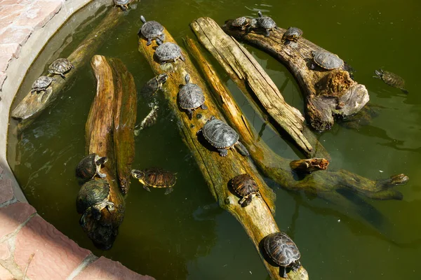 Bemalte Schildkröten Treiben Auf Einem Baumstamm Teich — Stockfoto