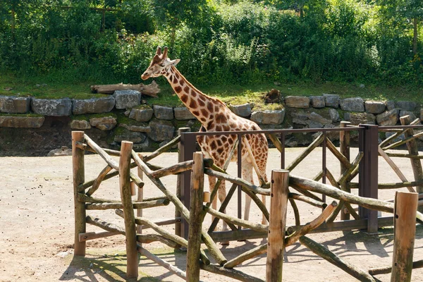 Yazın parkta yürüyen güzel zürafa.