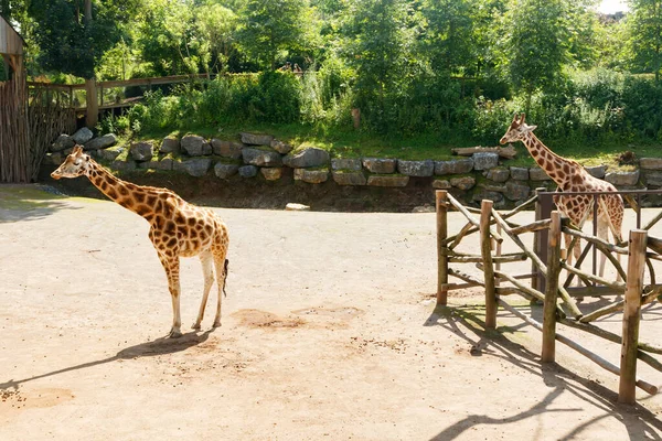 Yazın parkta yürüyen iki güzel zürafa.