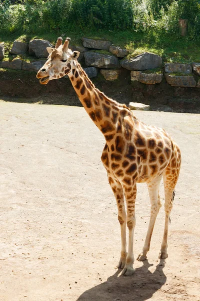 Красивий Жираф Йде Парку Влітку — стокове фото