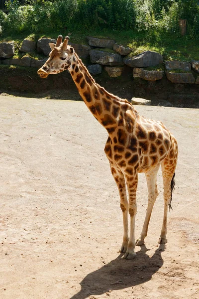 Жираф Гуляет Парке Летом — стоковое фото