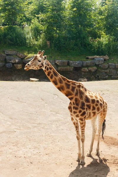 Yazın parkta yürüyen güzel zürafa.