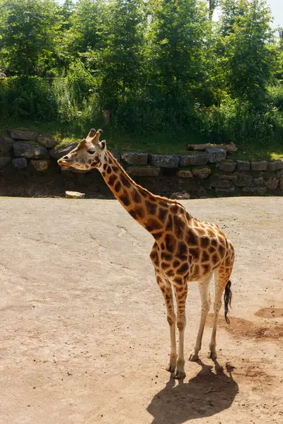 Yazın parkta yürüyen güzel zürafa.