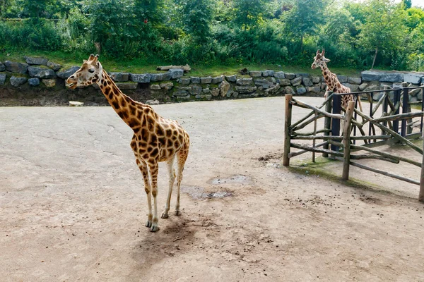 Yazın parkta yürüyen iki güzel zürafa.