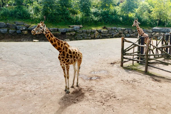 Yazın parkta yürüyen iki güzel zürafa.