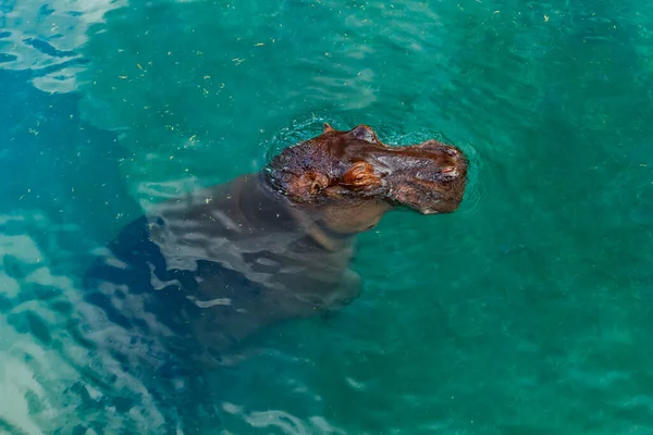 Büyük su aygırı gölette yüzüyor.