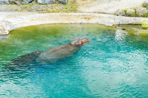 Zwei Große Flusspferde Schwimmen Teich — Stockfoto