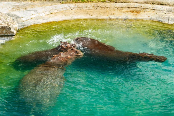 Família Hipopótamos Está Nadando Lagoa — Fotografia de Stock