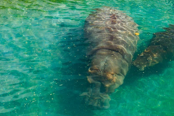 Dos Grandes Hipopótamos Nadan Estanque — Foto de Stock