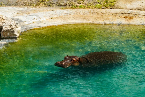 Grande Hipopótamo Está Nadando Lagoa — Fotografia de Stock