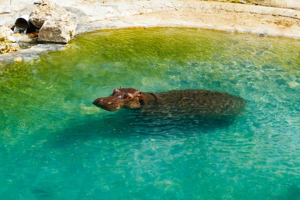 Großes Nilpferd Schwimmt Teich — Stockfoto