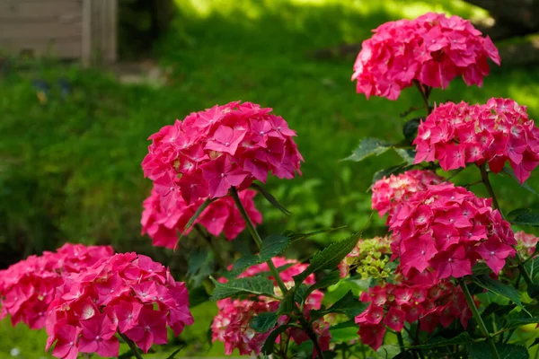 Blühende Hortensienbüsche Mit Schönen Blumen Die Park Wachsen Hydrangea Macrophilla — Stockfoto