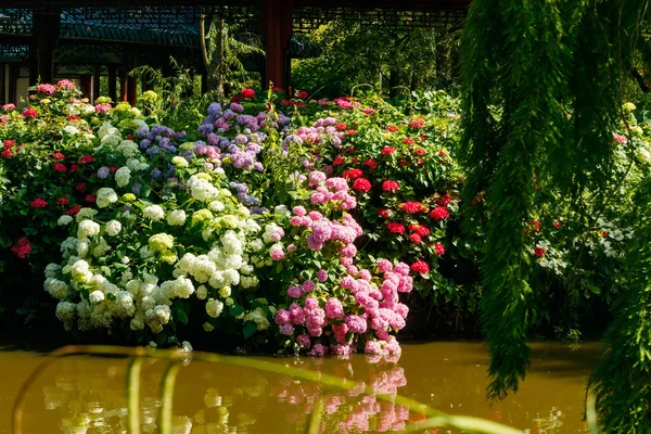 Virágzó Hortensia Bokrok Gyönyörű Virágokkal Partján Víz Háttérben Hydrangea Macrophilla — Stock Fotó