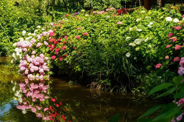 Цветущие Кусты Гортензии Красивыми Цветами Растущими Берегу Пруда Водой Заднем — стоковое фото