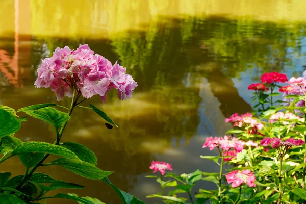 Arbustes Hortensias Fleuris Avec Belles Fleurs Poussant Sur Rivage Étang — Photo