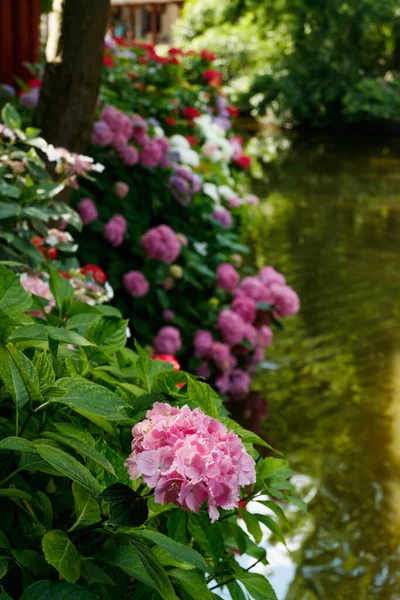 Arbustos Florecientes Hortensia Con Hermosas Flores Creciendo Una Orilla Del —  Fotos de Stock