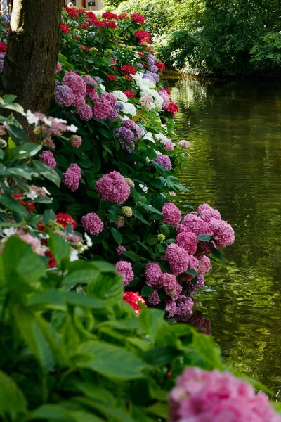 Цветущие Кусты Гортензии Красивыми Цветами Растущими Берегу Пруда Водой Заднем — стоковое фото