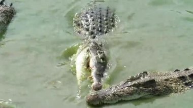 Yangon, Myanmar 'daki Tharkayta timsah çiftliğinde yüzen büyük, tuzlu su timsahı.